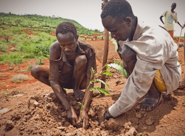Tree planting